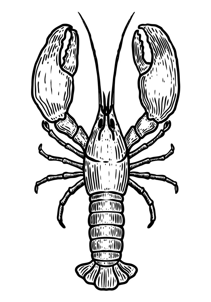 Lobster Clipart Black and White image
