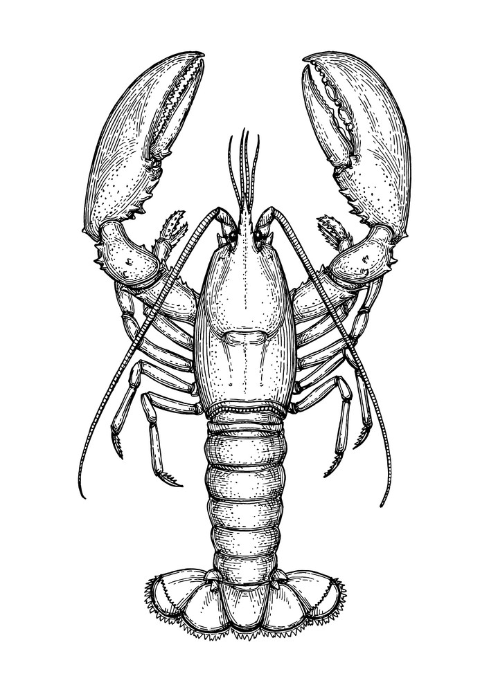 Lobster Clipart Black and White png image