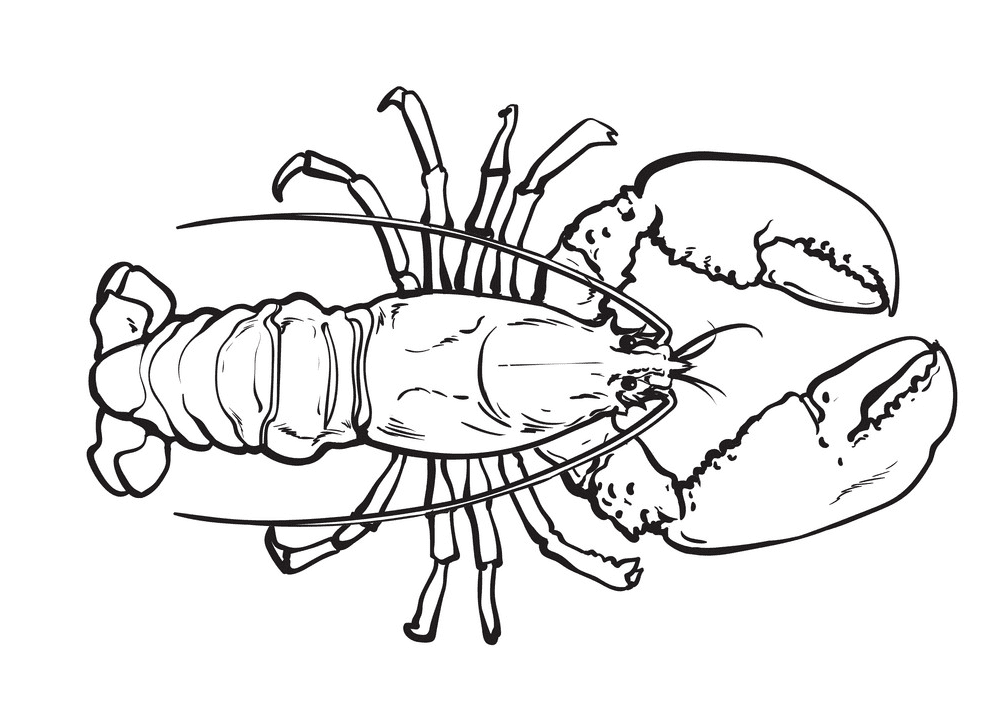 Lobster Clipart Black and White png
