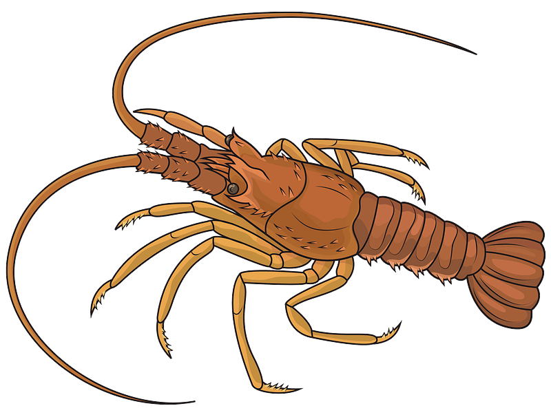 Lobster clipart transparent 10