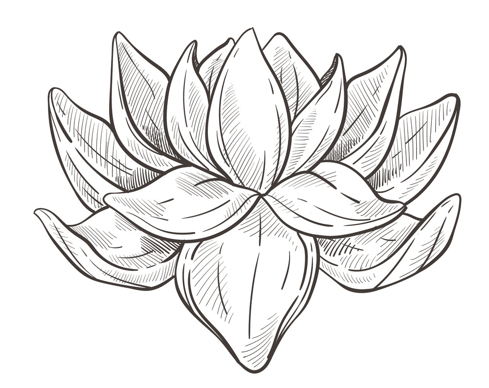 Lotus Clipart Black and White for free