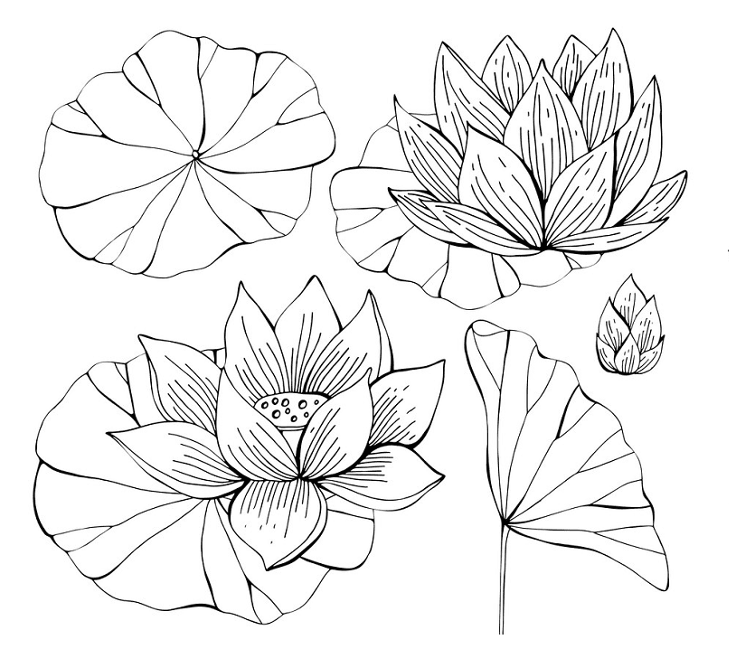 Lotus Clipart Black and White free image