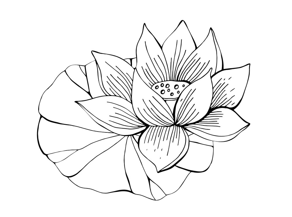 Lotus Clipart Black and White free images