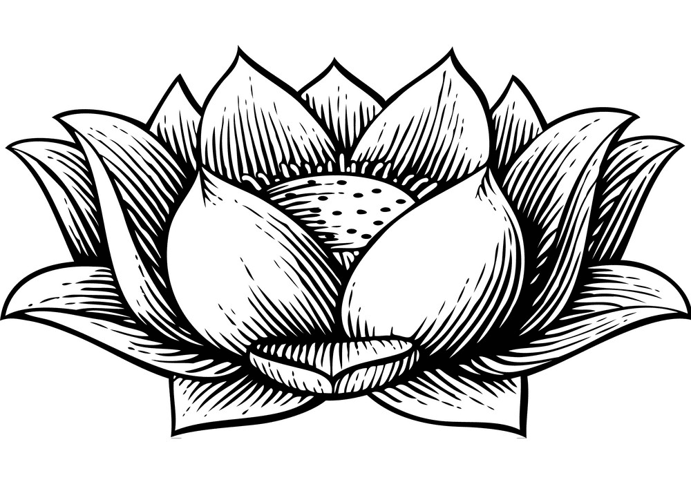 Lotus Clipart Black and White image