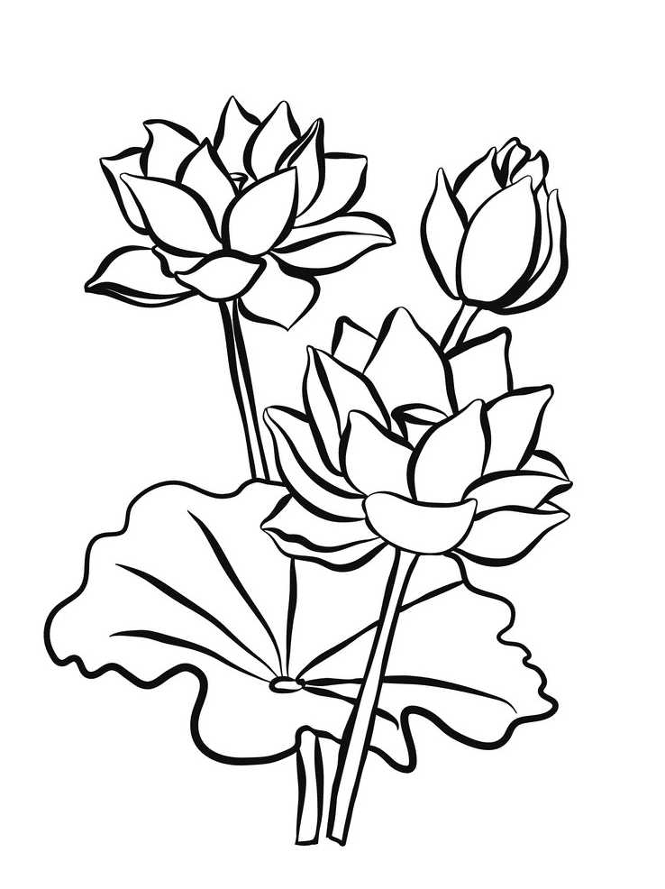 Lotus Clipart Black and White png free