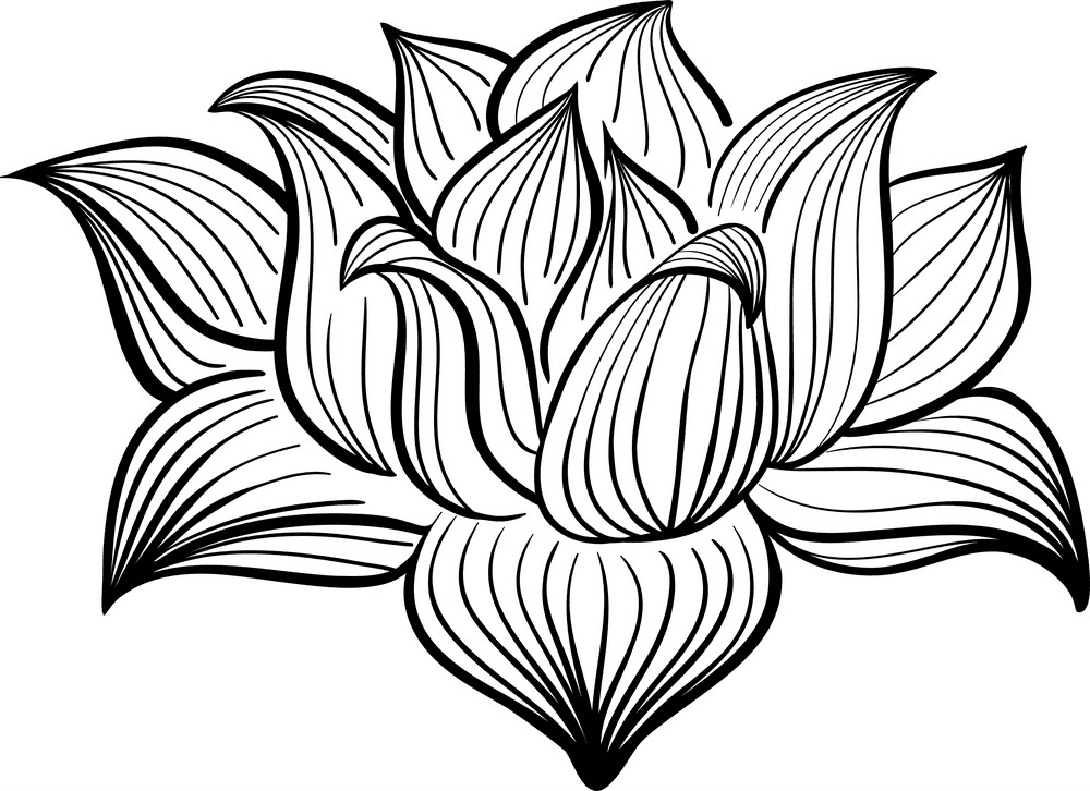 Lotus Clipart Black and White png image