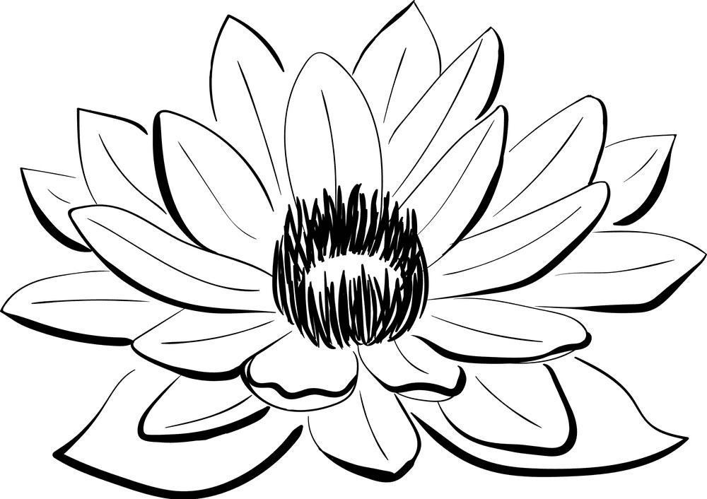 Lotus Clipart Black and White png images