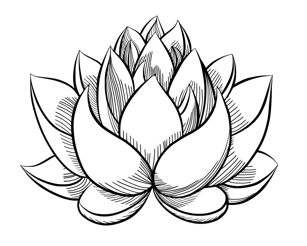 Lotus Clipart Black and White png