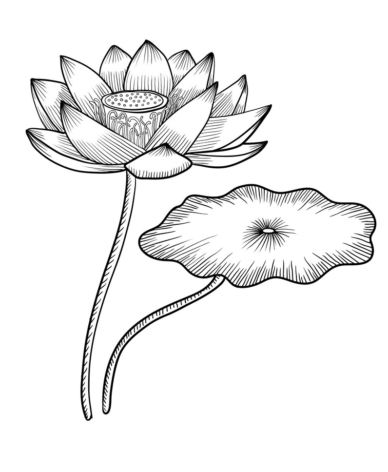 Lotus Clipart Black and White