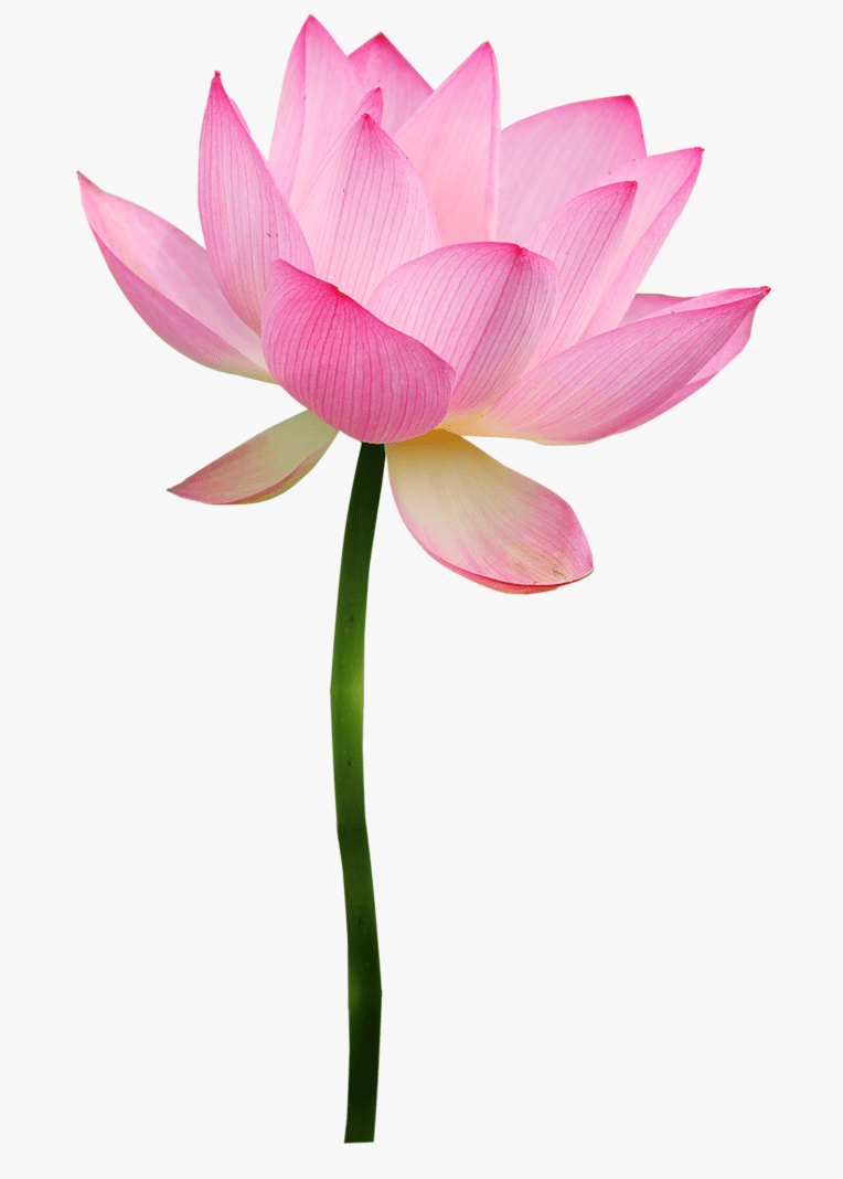 Lotus Flower clipart 3