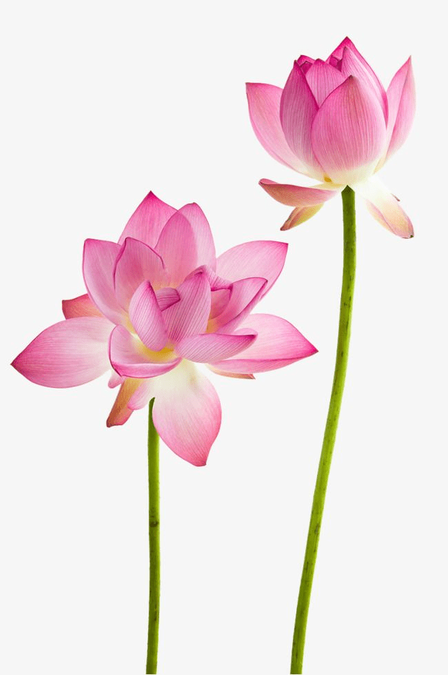 Lotus Flower clipart 4