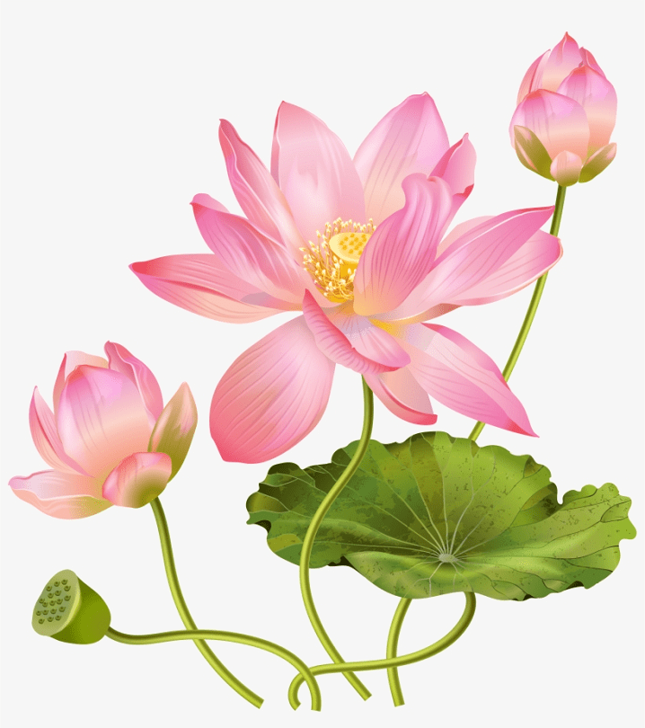 Lotus Flower clipart 7