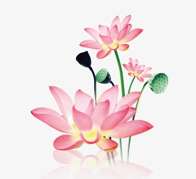 Lotus Flower clipart 8