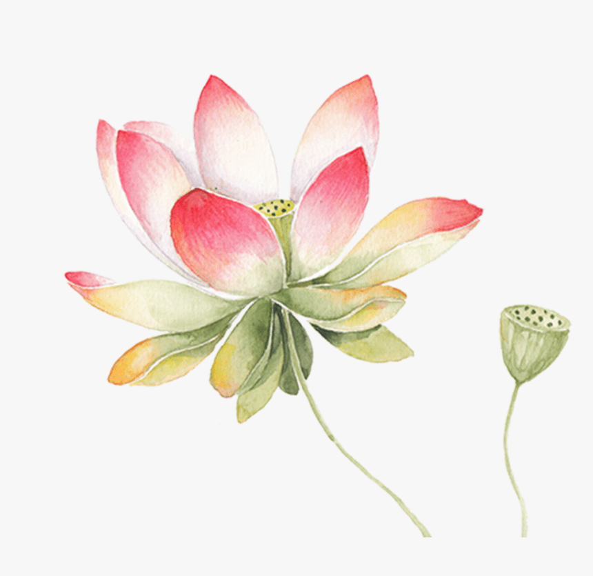 Lotus Flower clipart 9