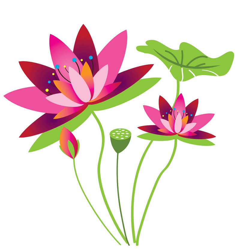 Lotus Flower clipart free images