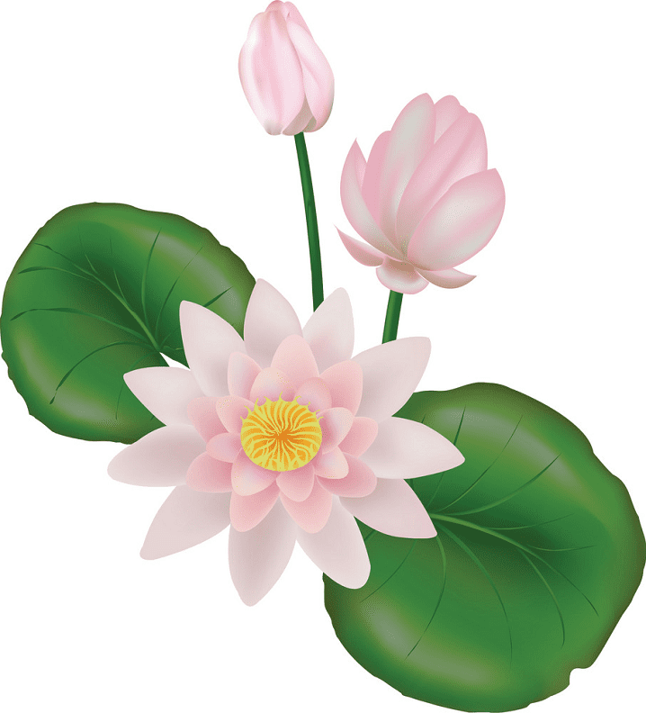 Lotus Flower clipart image