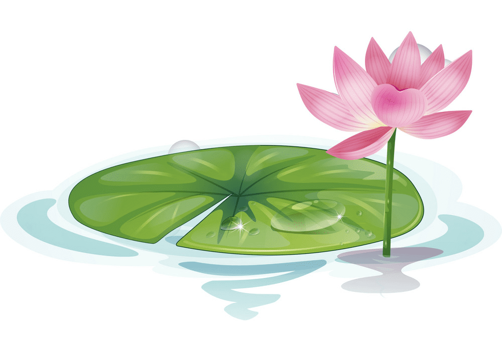 Lotus Flower clipart images