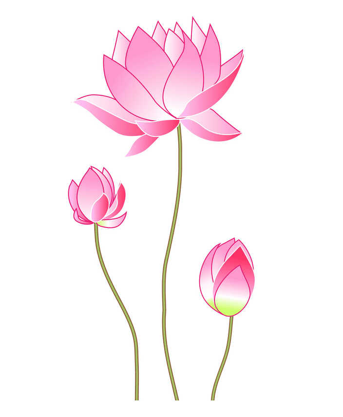Lotus Flower clipart png free
