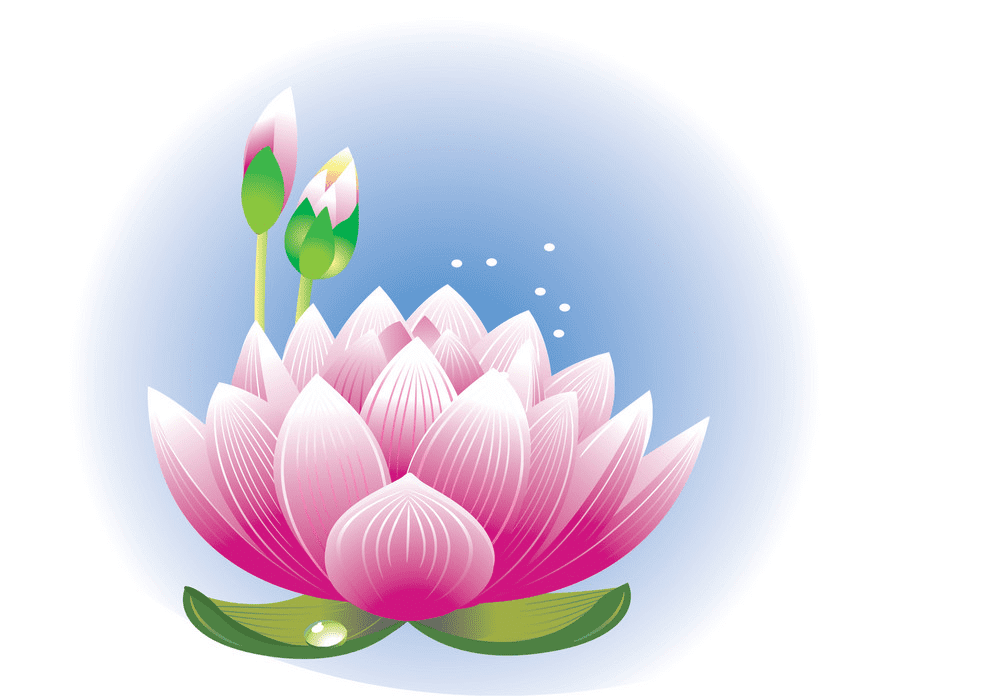 Lotus Flower clipart png images