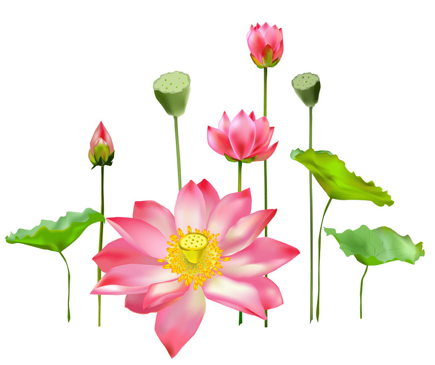 Lotus clipart image