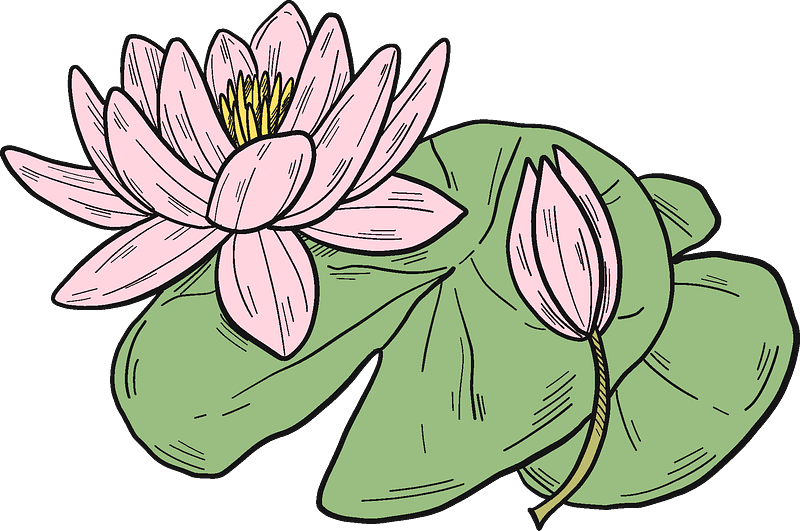 Lotus clipart transparent background 1