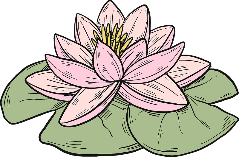Lotus clipart transparent background 3
