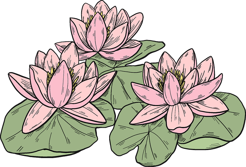 Lotus clipart transparent background