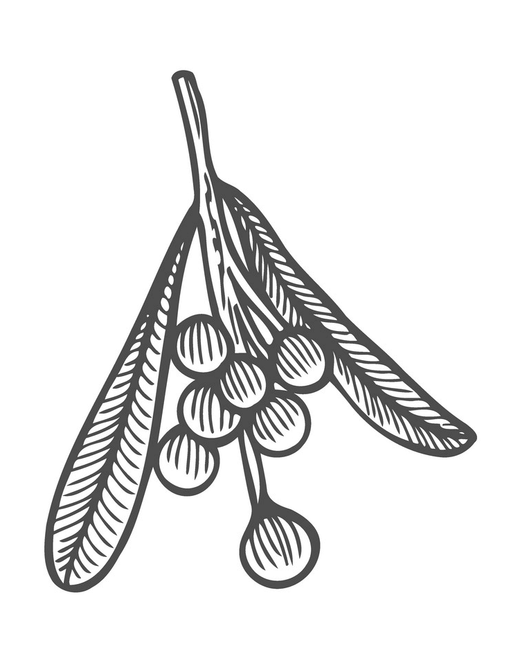 Mistletoe Clipart Black and White image
