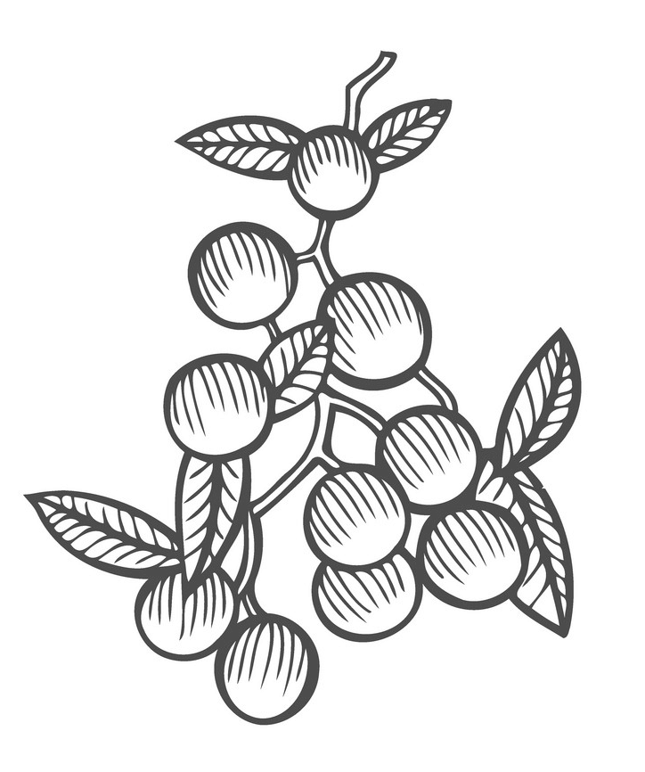 Mistletoe Clipart Black and White png free