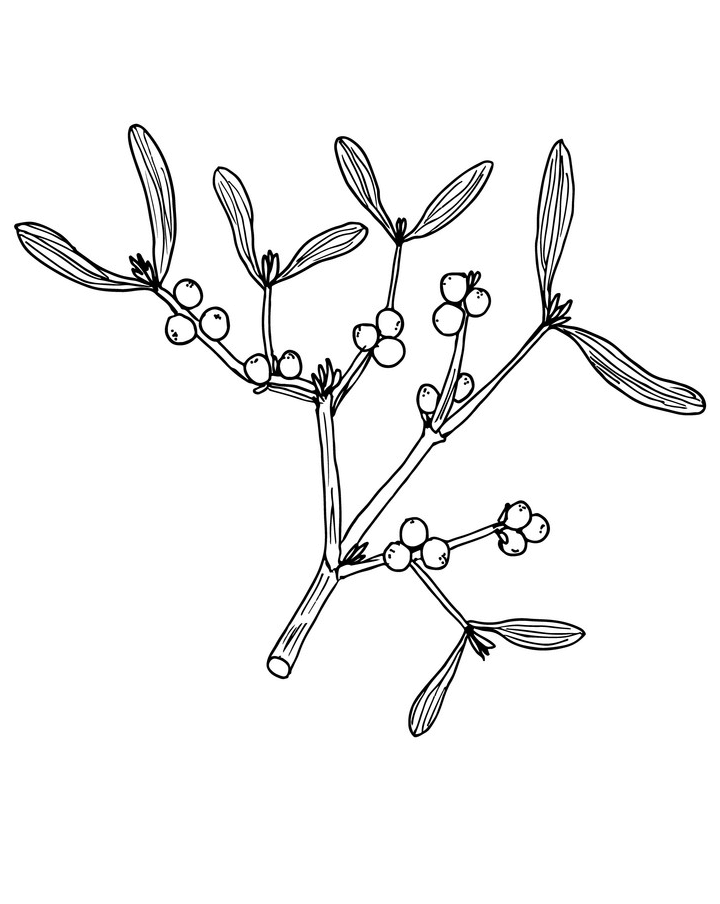 Mistletoe Clipart Black and White png