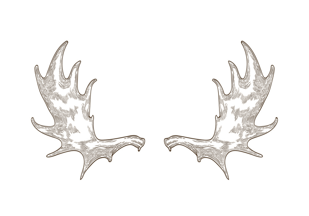 Moose Antlers clipart png