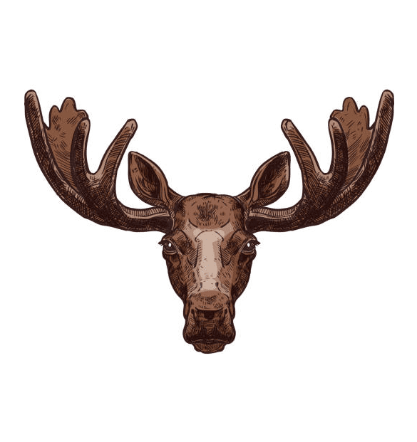 Moose Head clipart png image