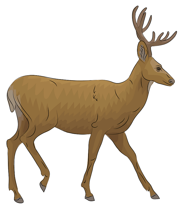 Mule Deer clipart transparent background