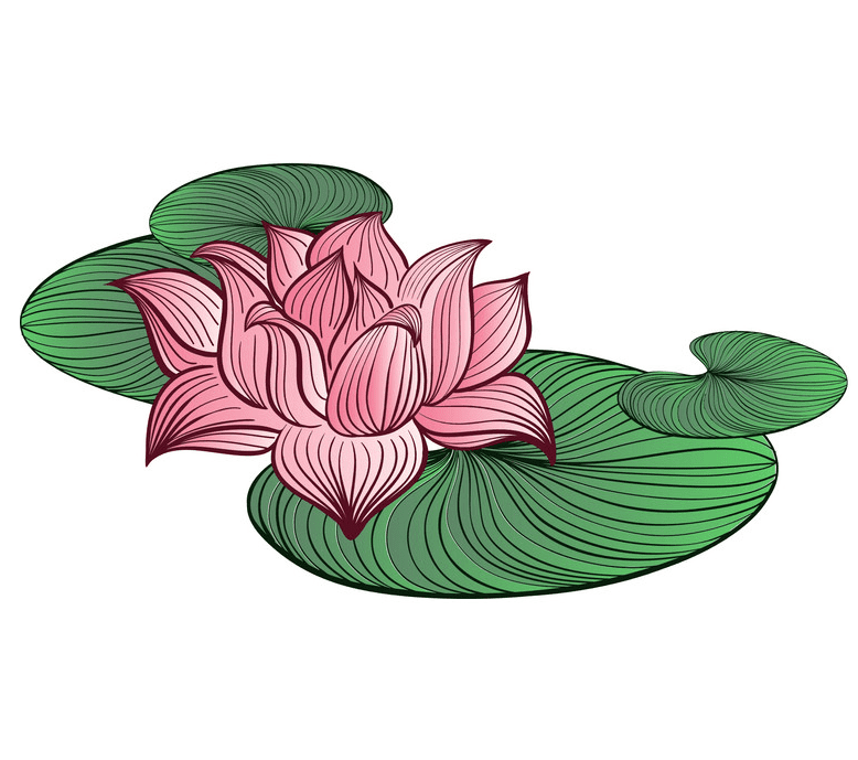 Pink Lotus clipart 1