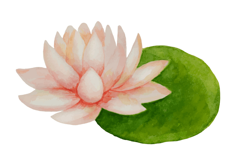 Pink Lotus clipart for free