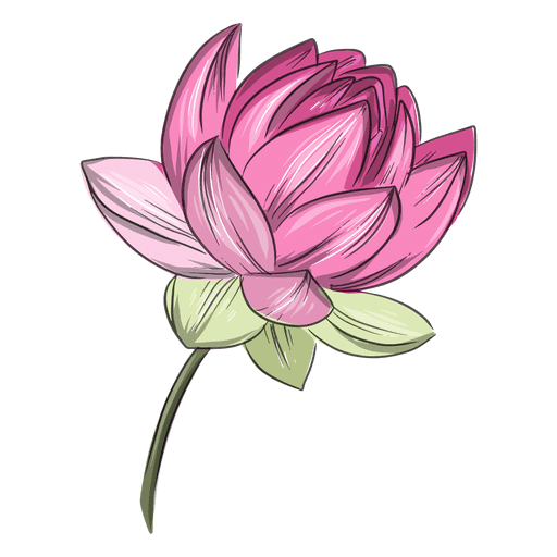 Pink Lotus clipart free images