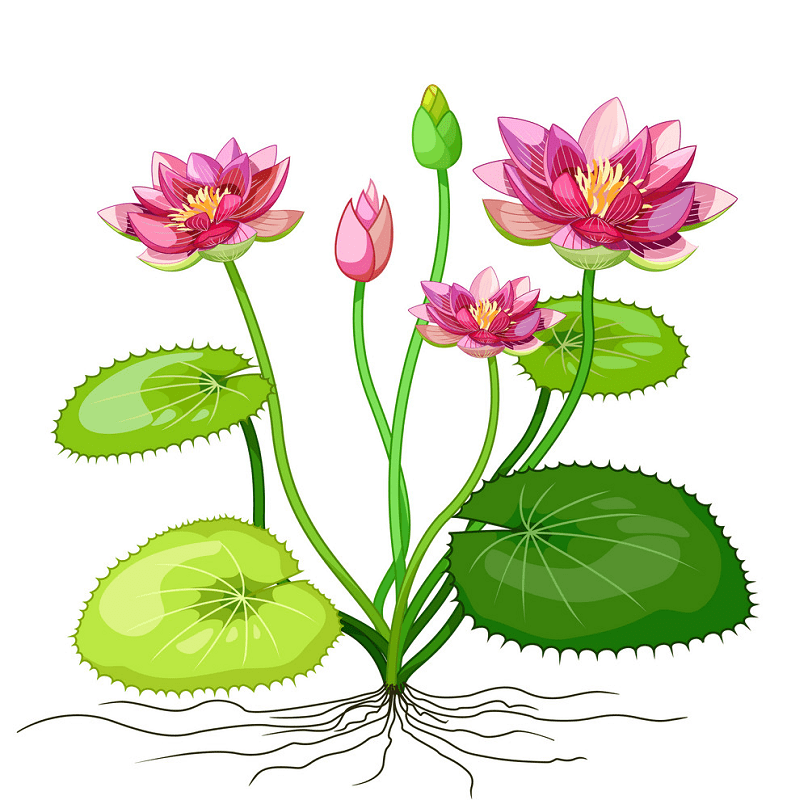 Pink Lotus clipart image