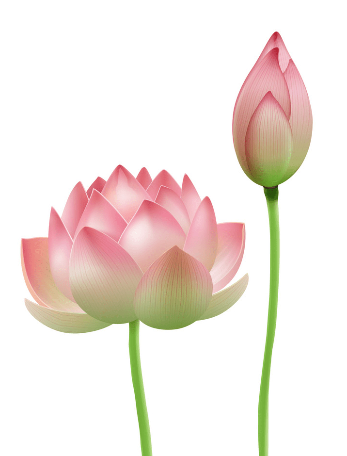 Pink Lotus clipart images