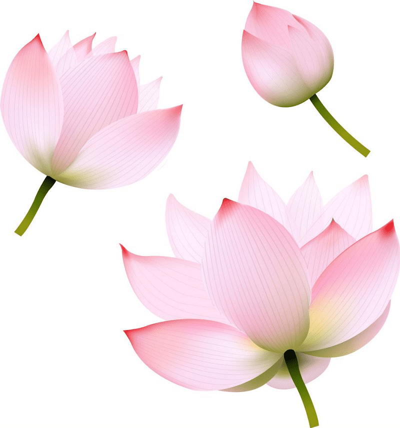 Pink Lotus clipart png images