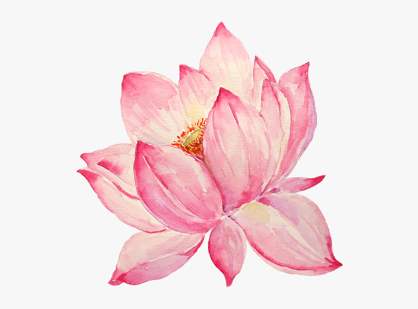 Pink Lotus clipart