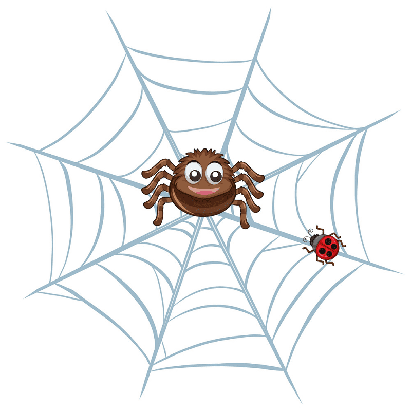 Spider Web clipart png images