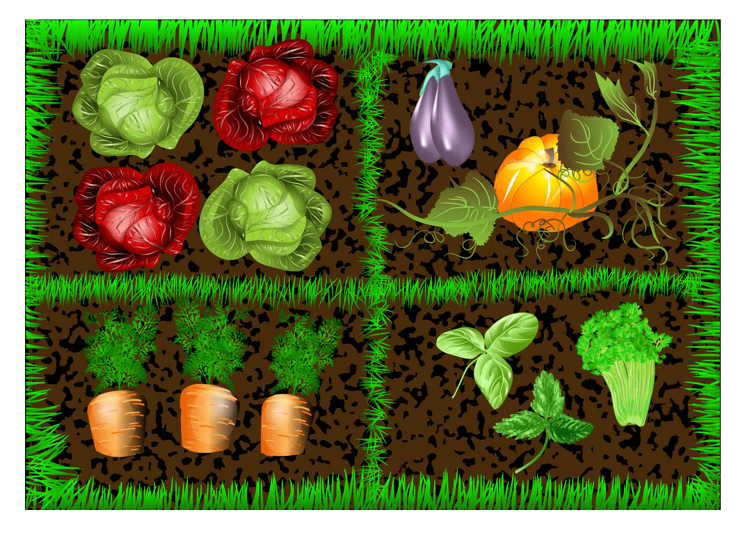 Vegetable Garden clipart 2