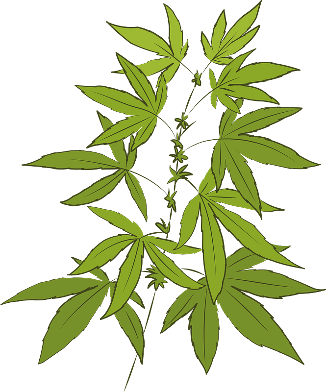 Weed clipart transparent background 1