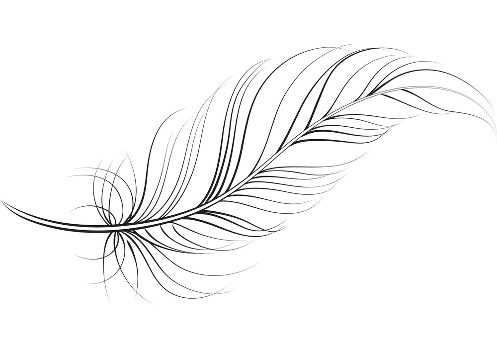 Feather clipart 6
