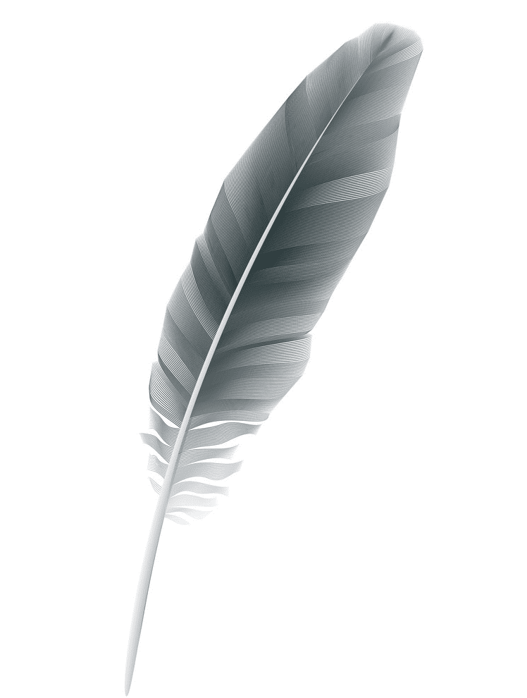 Feather clipart download