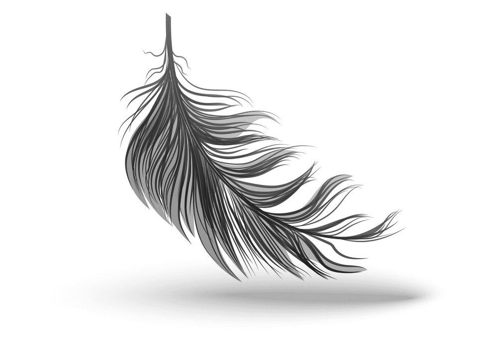 Feather clipart picture