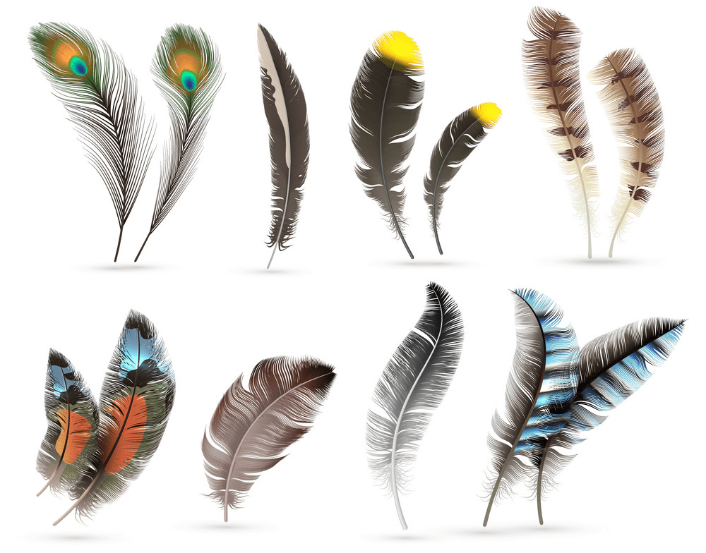 Feathers clipart png