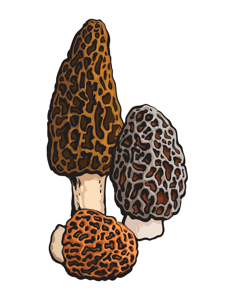 Morel Mushroom clipart for free