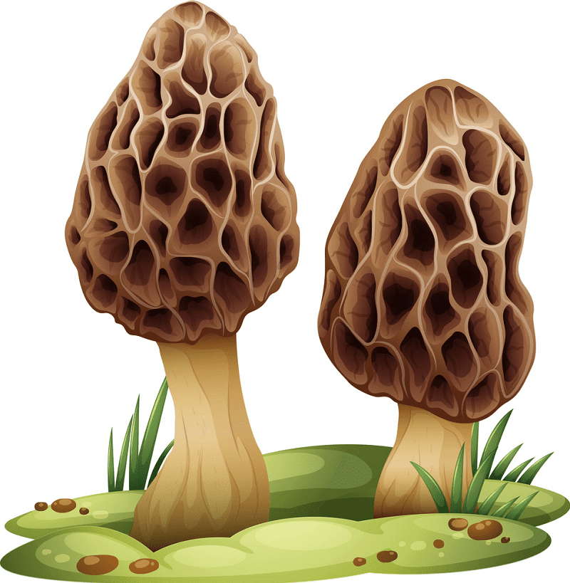 Morel Mushroom clipart free download