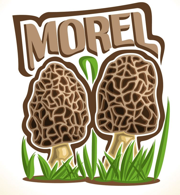 Morel Mushroom clipart png